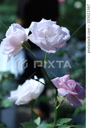 White rose cherry shell 103021367