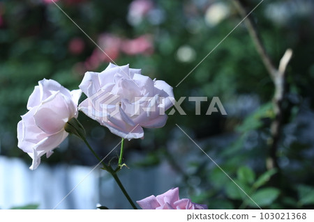 White rose cherry shell White rose cherry shell 103021368