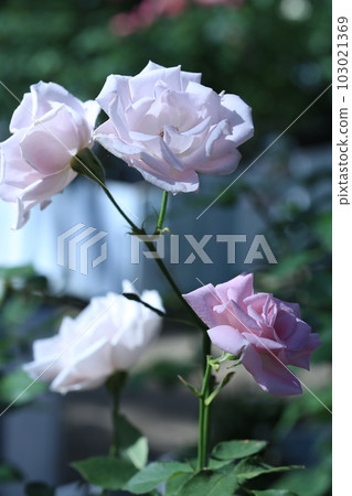 White rose cherry shell 103021369