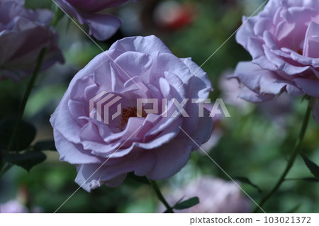 念珠之夜的香火 103021372