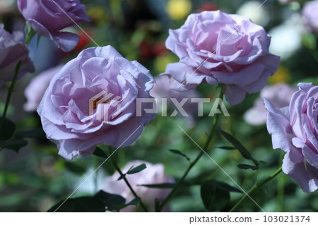 Rosary Night's incense 103021374