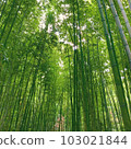 Bamboo forest in Arashiyama 103021844