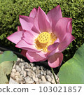 Flowers 103021857