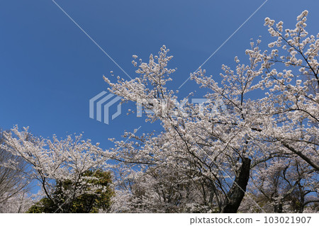Sakura of Shiudeyama (Mitoyo City, Kagawa Prefecture) 103021907
