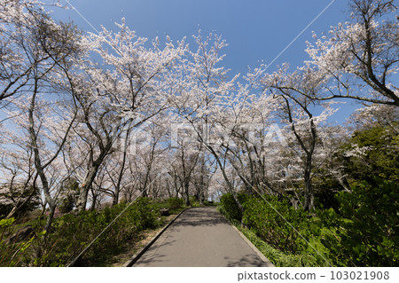 Sakura of Shiudeyama (Mitoyo City, Kagawa Prefecture) 103021908