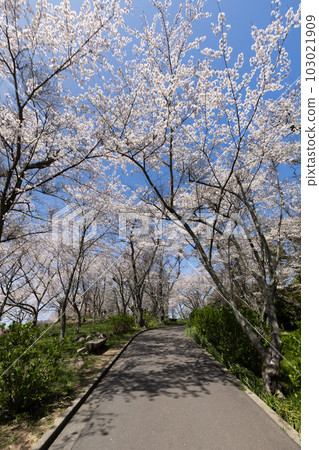 Sakura of Shiudeyama (Mitoyo City, Kagawa Prefecture) Sakura of Shiudeyama (Mitoyo City, Kagawa Prefecture) 103021909