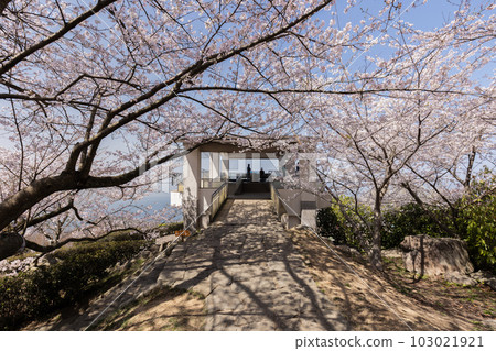 Shiudeyama的櫻花(香川縣水豐市) Shiudeyama的櫻花(香川縣水豐市) 103021921