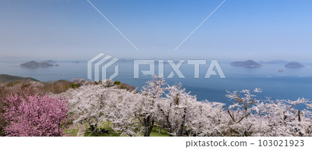 Shiudeyama的櫻花和山頂的景色（香川縣水豐市） 103021923