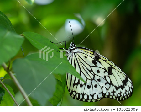 Idea leucoma butterfly resting its wings and taking a short break 103022009