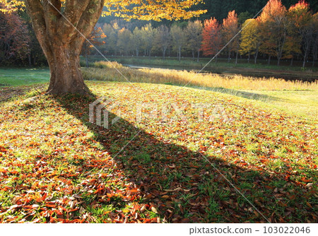 Autumn tree-lined road and autumn leaves (autumn image) Autumn tree-lined road and autumn leaves (autumn image) 103022046