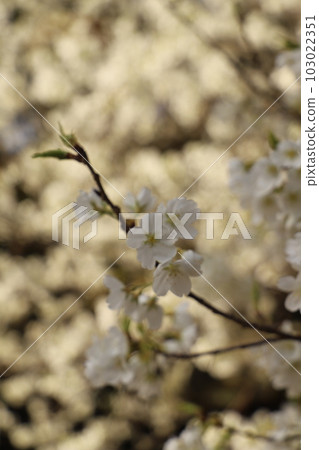 櫻花 Midori Yoshino Midori Yoshino 盛開的萩市 萩城遺址 櫻花 Midori Yoshino Midori Yoshino 盛開的萩市 萩城遺址 103022351