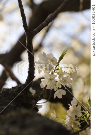 櫻花 Midori Yoshino Midori Yoshino 盛開的萩市 萩城遺址 櫻花 Midori Yoshino Midori Yoshino 盛開的萩市 萩城遺址 103022401