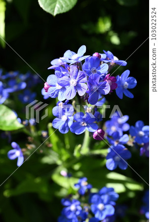 開花在庭院裡的Anthusa Dropmore藍色花 開花在庭院裡的Anthusa Dropmore藍色花 103022524