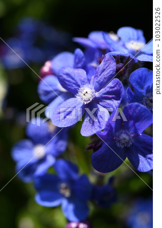 開花在庭院裡的Anthusa Dropmore藍色花 開花在庭院裡的Anthusa Dropmore藍色花 103022526