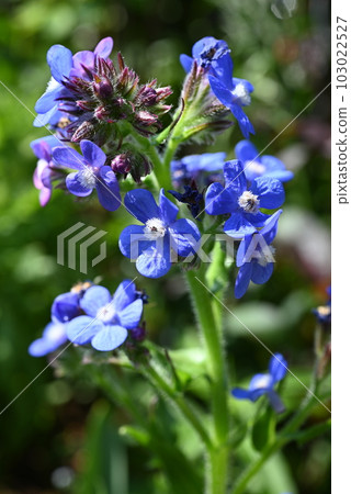 開花在庭院裡的Anthusa Dropmore藍色花 開花在庭院裡的Anthusa Dropmore藍色花 103022527
