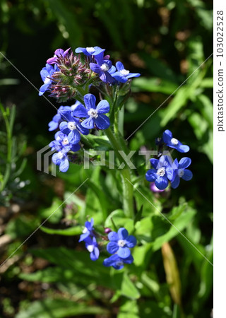 開花在庭院裡的Anthusa Dropmore藍色花 開花在庭院裡的Anthusa Dropmore藍色花 103022528