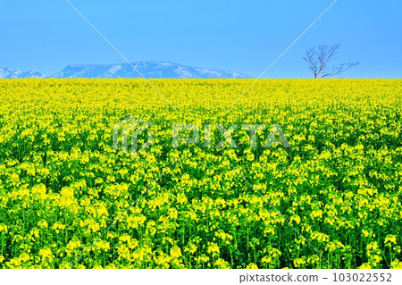 Hokkaido Takikawa Canola flower field (Mashike mountain range back) superb view 103022552