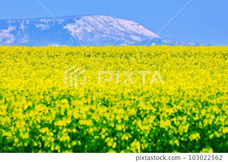 Hokkaido Takikawa Canola flower field (Mashike mountain range back) superb view Hokkaido Takikawa Canola flower field (Mashike mountain range back) superb view 103022562