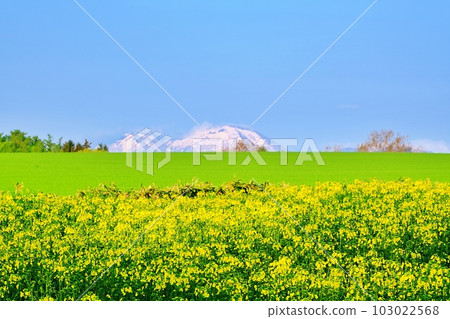 北海道瀧川油菜花田(增毛山脈背)絕景 北海道瀧川油菜花田(增毛山脈背)絕景 103022568