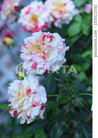 Camille Pissarro Rose 103022592