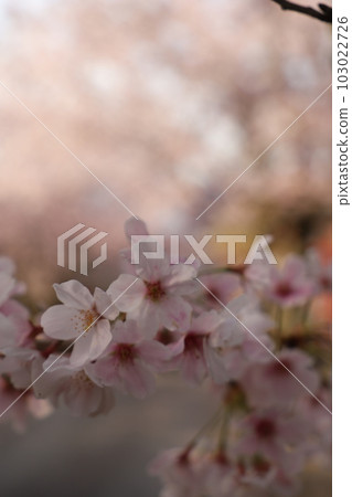 Cherry blossoms in full bloom Flower image of cherry blossoms Japanese flower Sakura 103022726