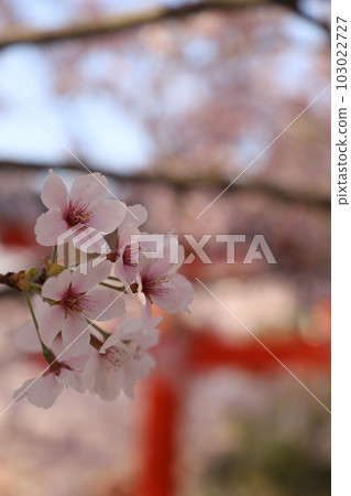 盛開的櫻花 櫻花的花朵形象 日本花櫻花 103022727