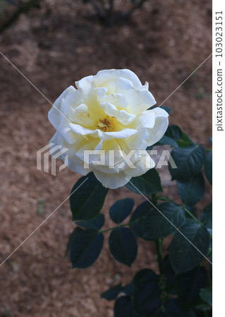 羅斯叫安德烈·格蘭迪埃 103023151