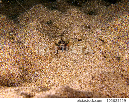 A sea proboscis hiding in the sand A sea proboscis hiding in the sand 103023239