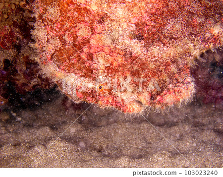 A giant frogfish facing the sand A giant frogfish facing the sand 103023240