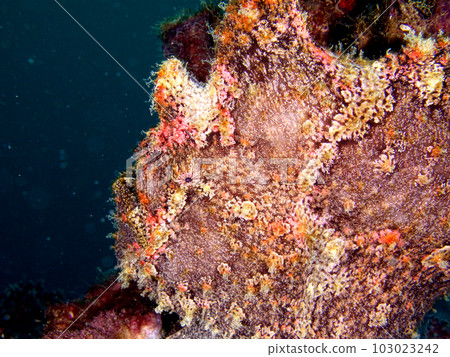 Profile of the frogfish Profile of the frogfish 103023242