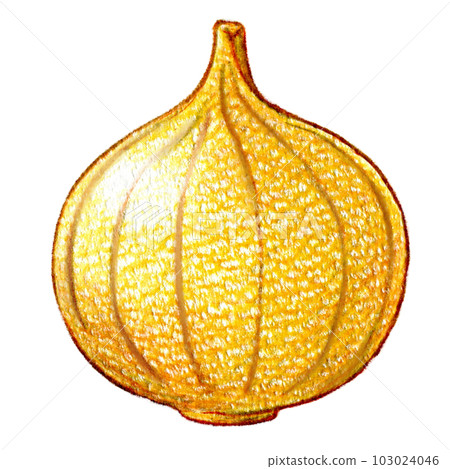 根莖類蔬菜整個洋蔥的彩色鉛筆劃的一點插圖 根莖類蔬菜整個洋蔥的彩色鉛筆劃的一點插圖 103024046