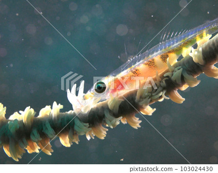 Profile of transparent glass goby Profile of transparent glass goby 103024430
