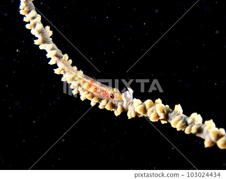 Black larch background and glass goby Black larch background and glass goby 103024434