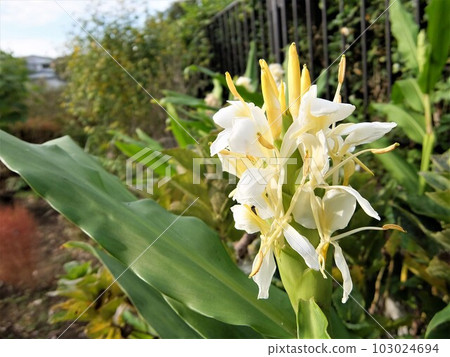 When the setting sun hits the pure white flowers, they are dyed slightly crimson and the taste of the flowers changes. 103024694