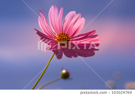 秋天天空和波斯菊花 103024769