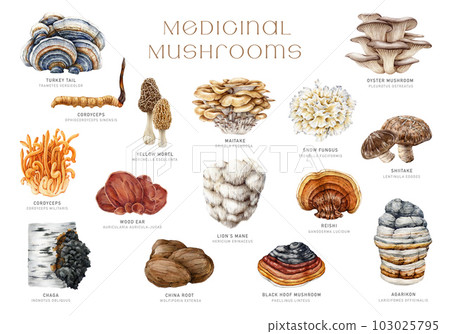 Medicinal mushrooms set. Watercolor illustration. Hand painted medicinal fungus natural elements. Lions mane, chaga, reishi, cordyceps, maitake, turkey tail mushroom collection. White background 103025795