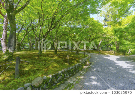 東福寺仙玉館新綠季節(京都市東山區) 東福寺仙玉館新綠季節(京都市東山區) 103025970