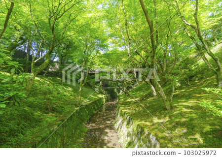 Tofuku-ji Temple Sengyokukan 新鮮的綠色花園Gaunkyo（京都市東山區） 103025972