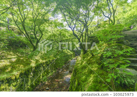 東福寺生玉館新綠庭園（京都市東山區） 103025973