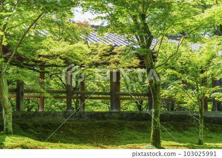 東福寺仙玉館俯瞰通天橋的清新綠色庭園(京都市東山區) 東福寺仙玉館俯瞰通天橋的清新綠色庭園(京都市東山區) 103025991