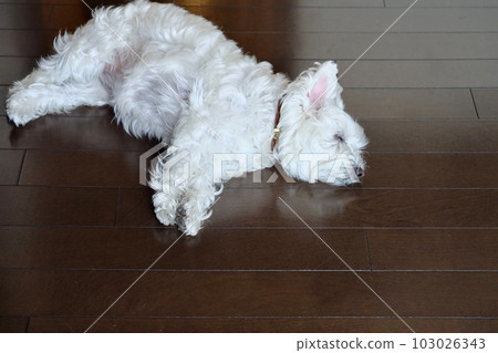 West Highland White Terrier taking a nap on the floor West Highland White Terrier taking a nap on the floor 103026343