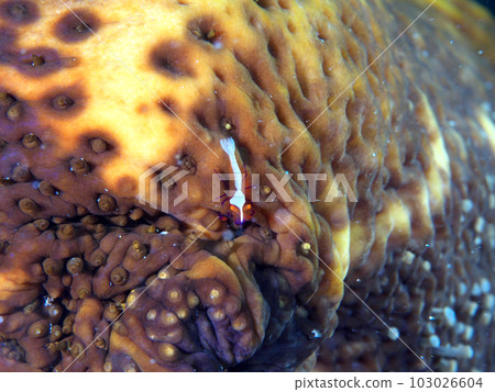 Kakure shrimp living in a large sea cucumber Kakure shrimp living in a large sea cucumber 103026604
