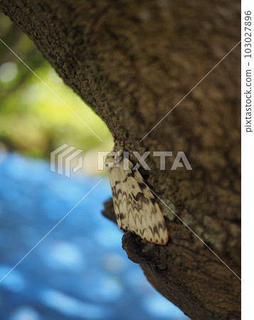 Kashiwamaimai (Naha City, Okinawa Prefecture) 103027896