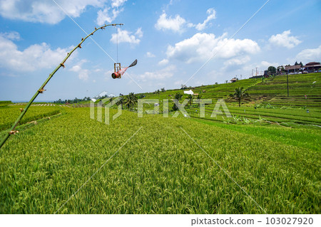 Bird damage control toys seen on the rice terraces of Jatiluwih 103027920