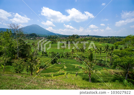 Jatiluwih rice terraces with spectacular views 103027922