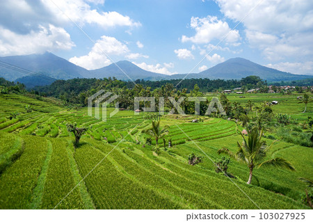 Jatiluwih 水稻梯田，聯合國教科文組織世界遺產 103027925