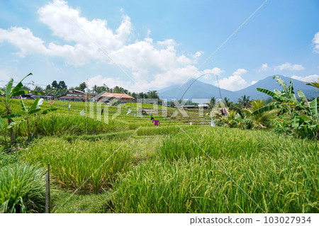 漫步於 Jatiluwih 的水稻梯田！ 103027934