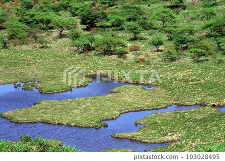 Blue sky reflected in a wetland pond in early summer 103028495
