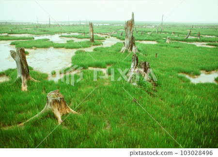 Green wetlands and dead trees 103028496
