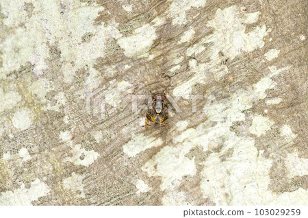 Kimadara broadmouth fly Kimadara broadmouth fly 103029259